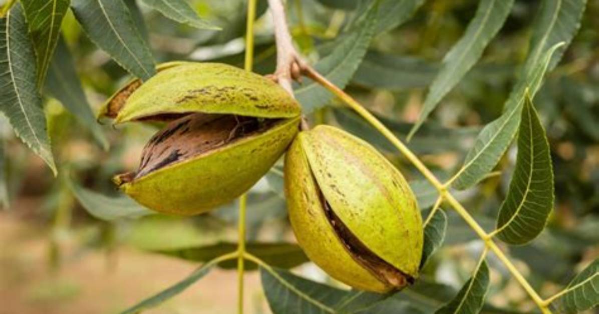 Why Do Pecans Get Worms