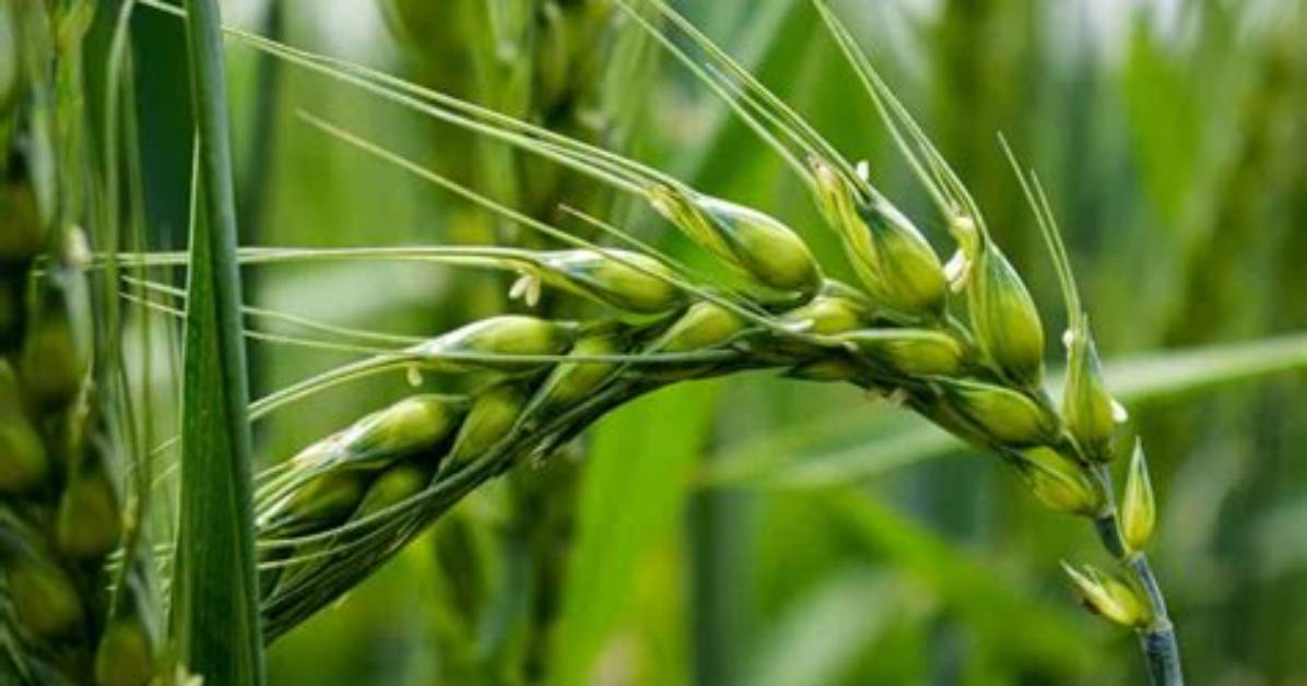 Why Do People Grow Barley