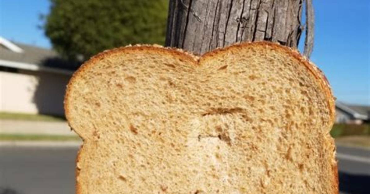 Why Do People Staple Bread to Trees