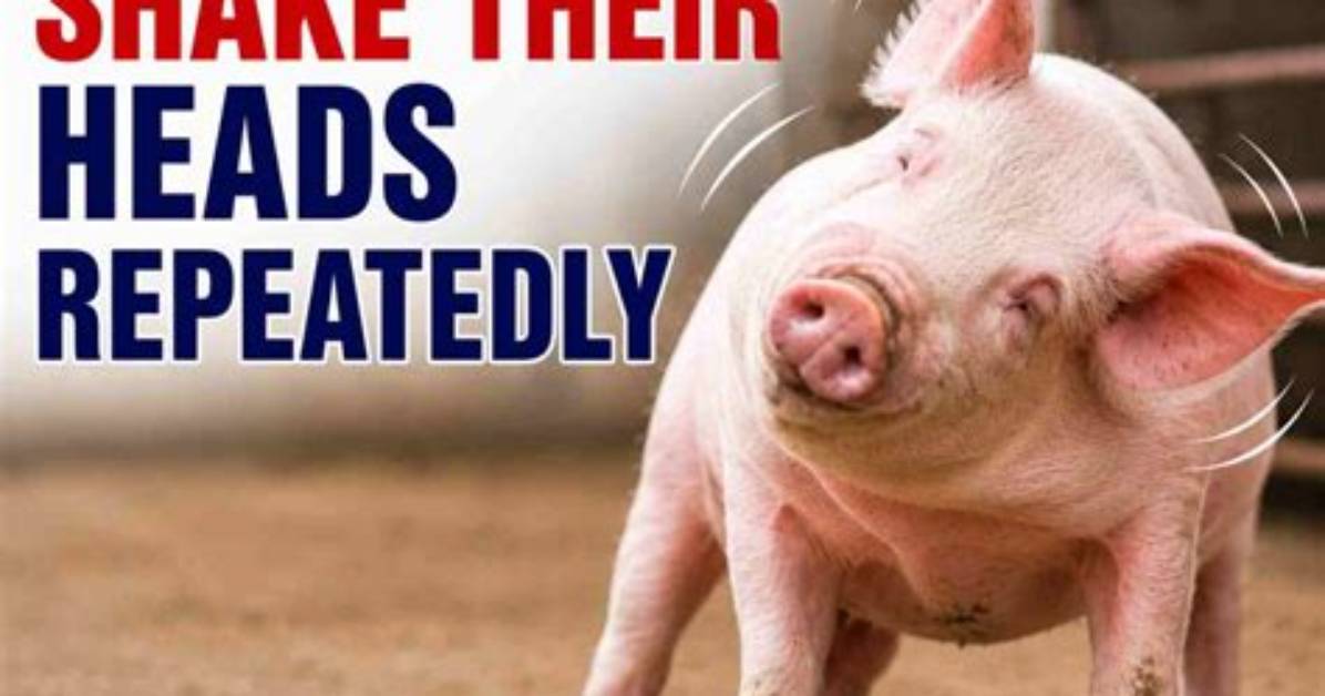 Why Do Pigs Shake Their Heads