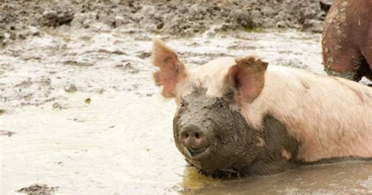 Why Do Pigs Wallowing?