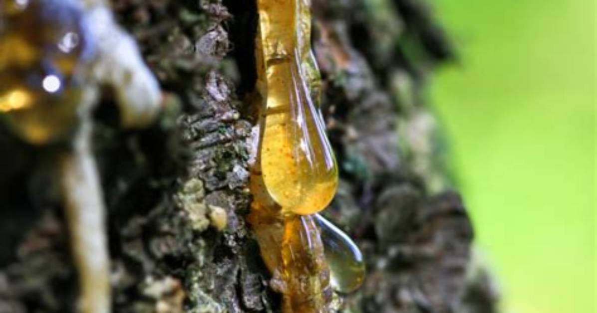 Why Do Pine Trees Bleed Sap