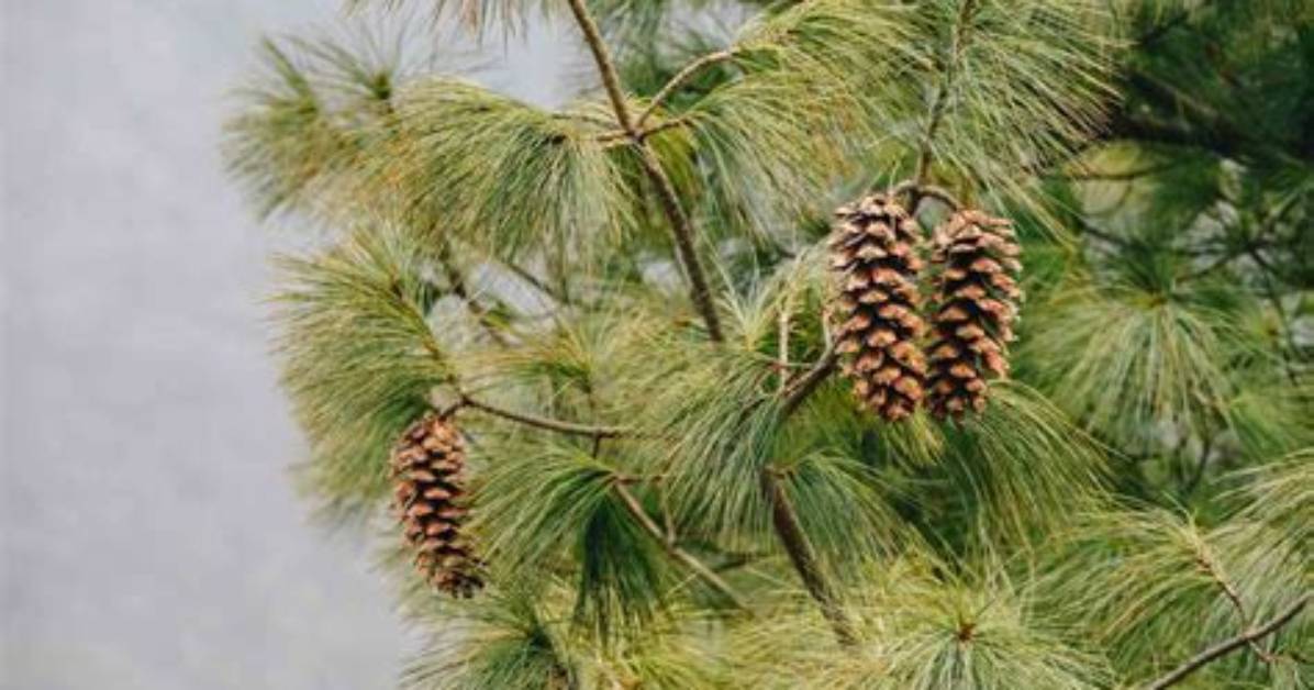 Why Do Pine Trees Grow Straight Up