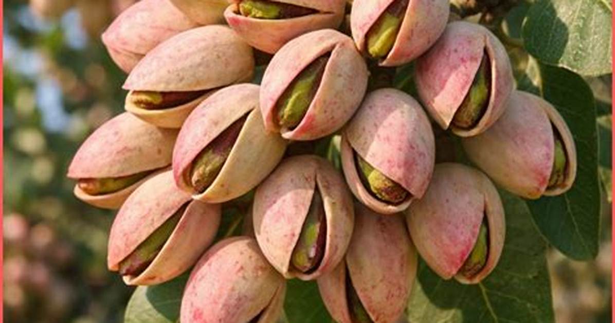 Why Do Pistachios Split Open?