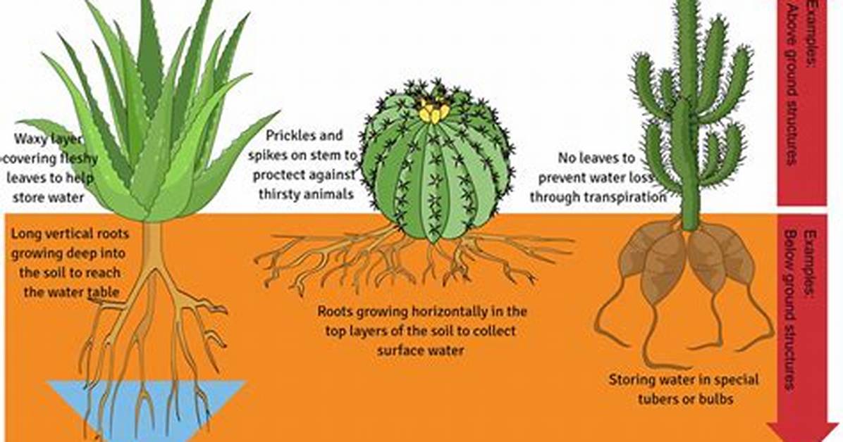 Why Do Plants Have Adaptations