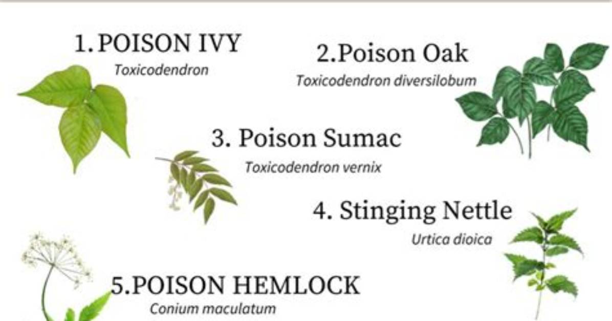 Why Do Plants Make Poisons