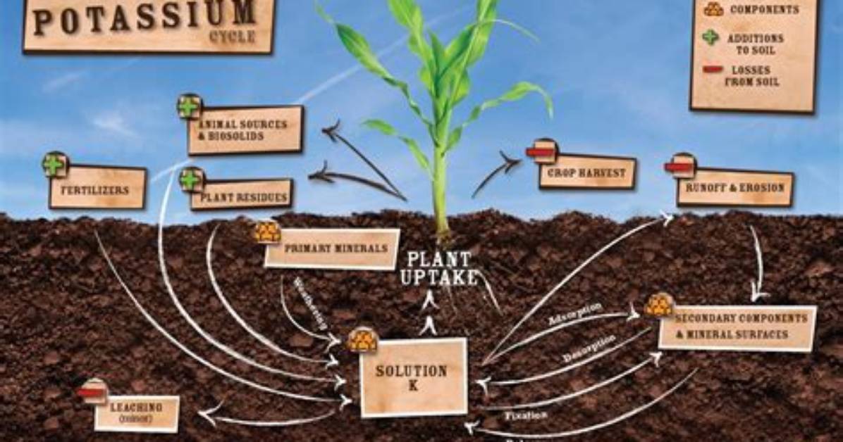 Why Do Plants Need Potassium