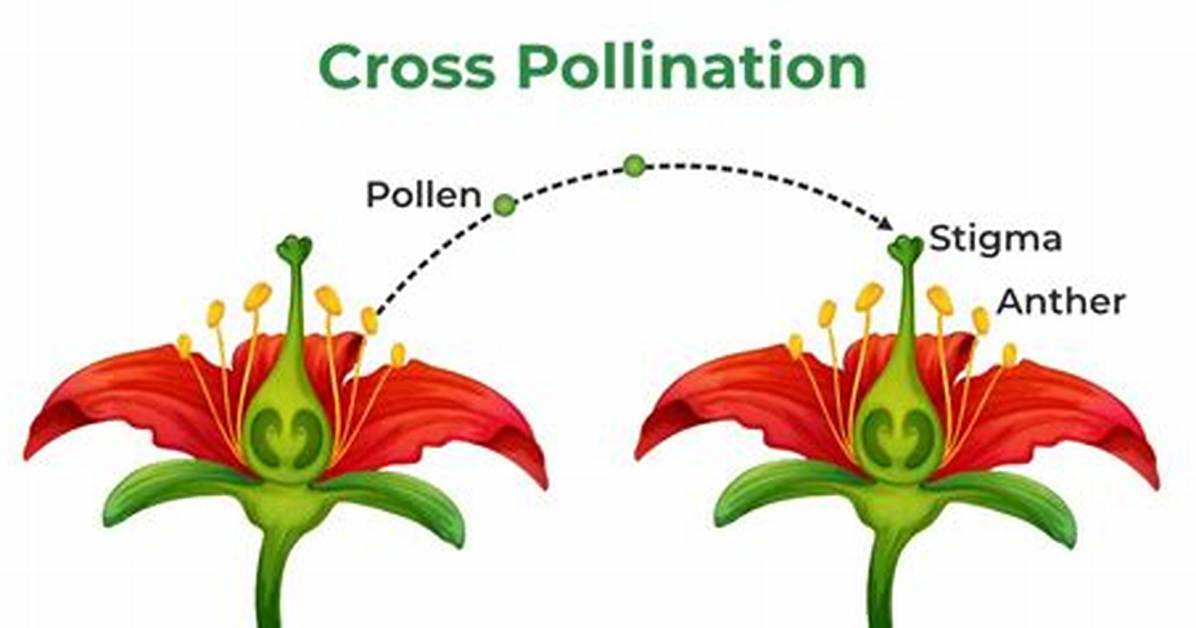 Why Do Plants Undergo Cross Pollination