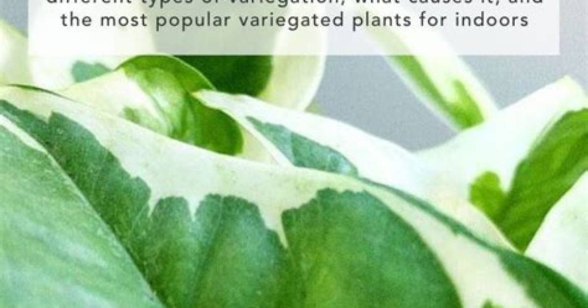 Why Do Plants Variegate?