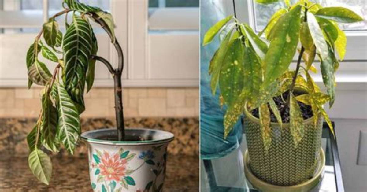 Why Do Plants with Tmv Have Stunted Growth