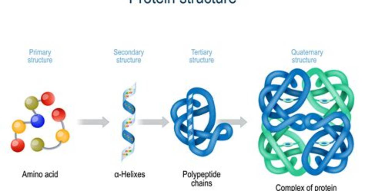 Why Do Proteins Exist