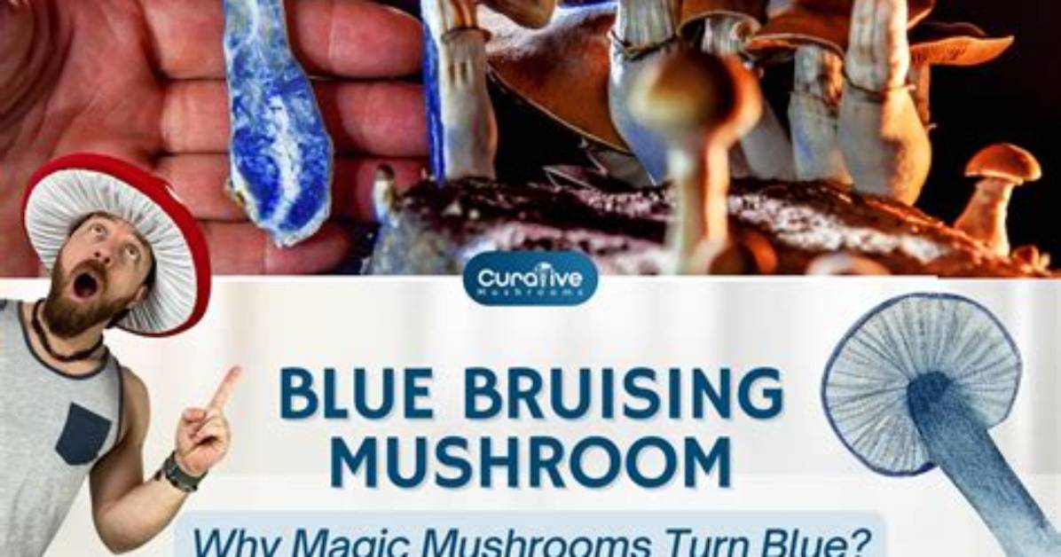 Why Do Psilocybe Bruise Blue?