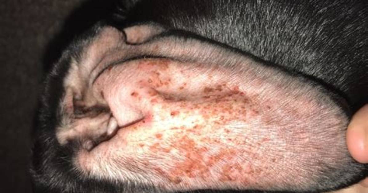 Why Do Puppies Get Pyoderma?