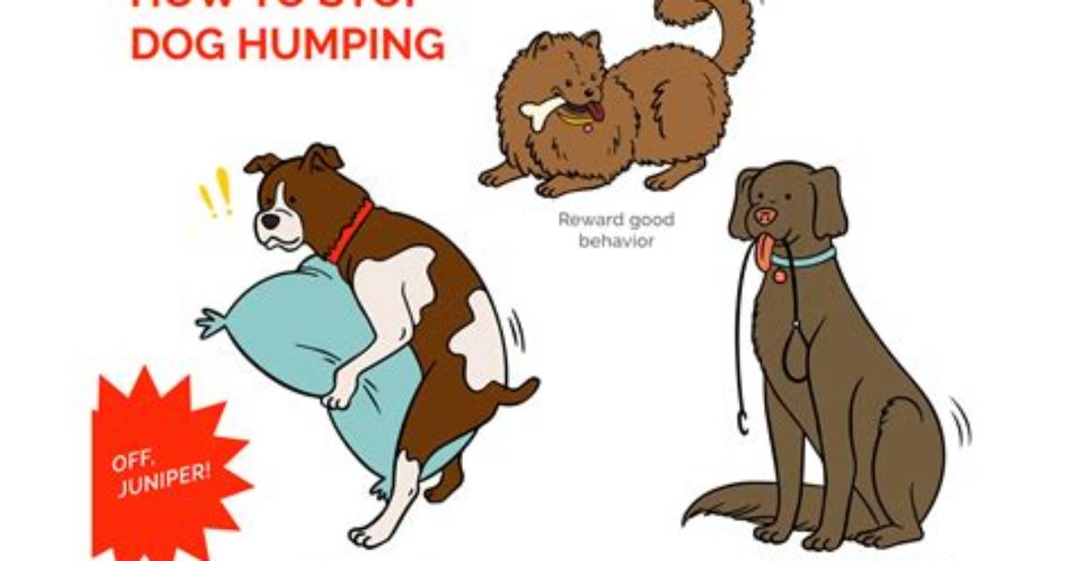 Why Do Puppies Hump?