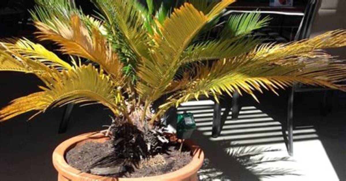 Why Do Queen Palms Turn Yellow
