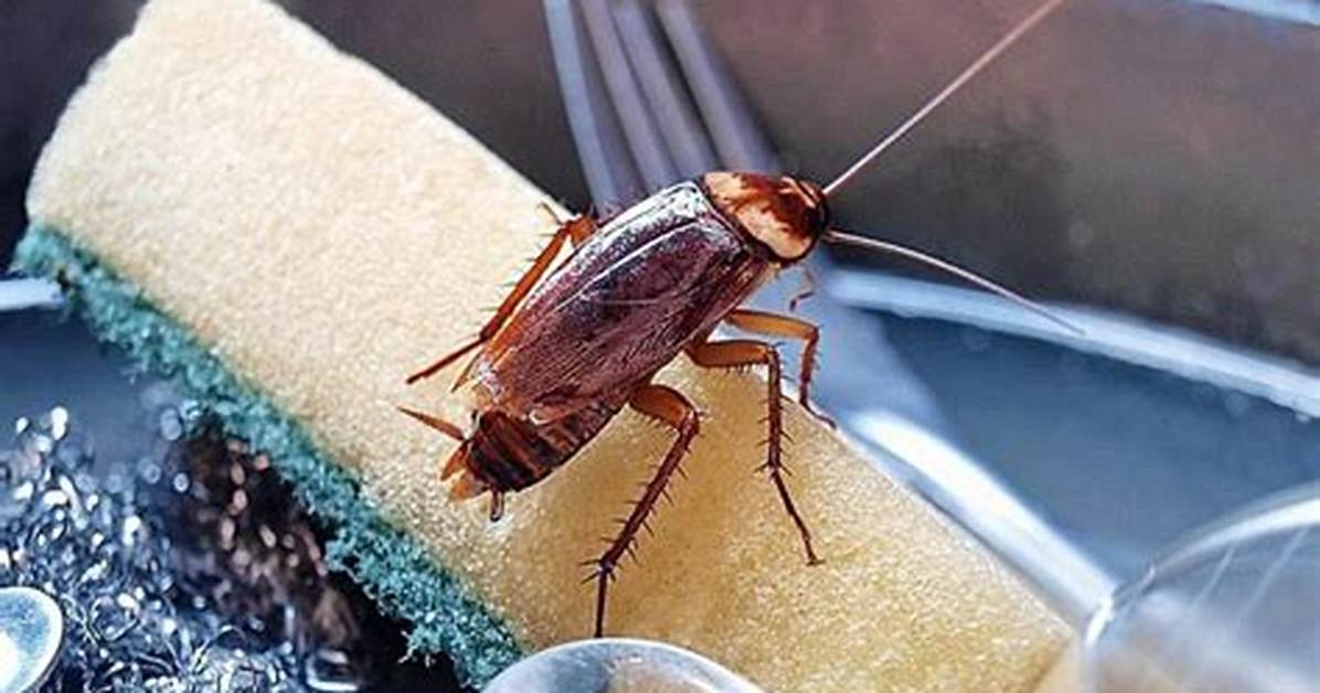 Why Do Roaches Exist?