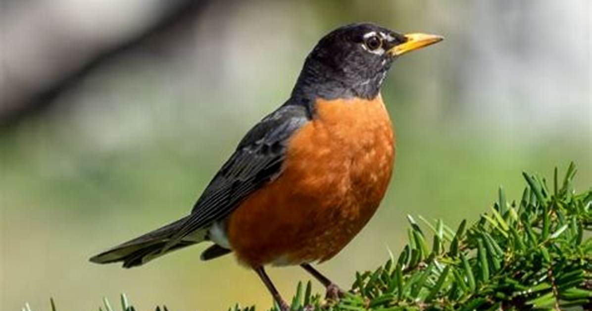 Why Do Robins Migrate