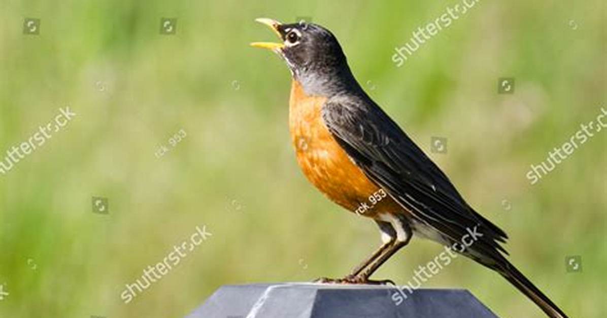 Why Do Robins Sing in the Evening