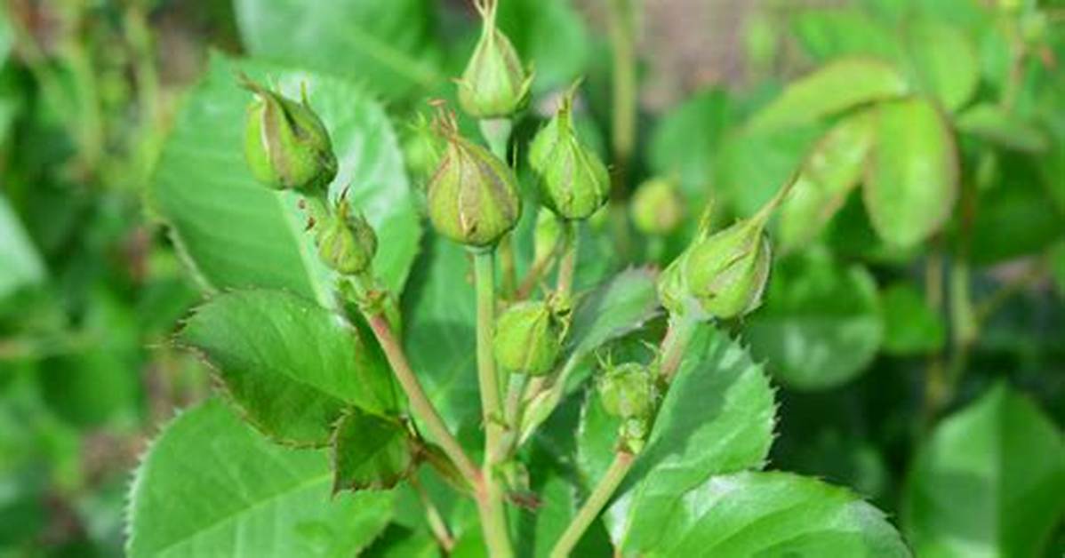 Why Do Rose Buds Fail to Open?