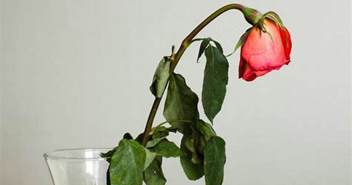 Why Do Roses Bend Over