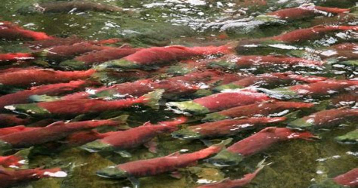 Why Do Salmon Die After Spawning