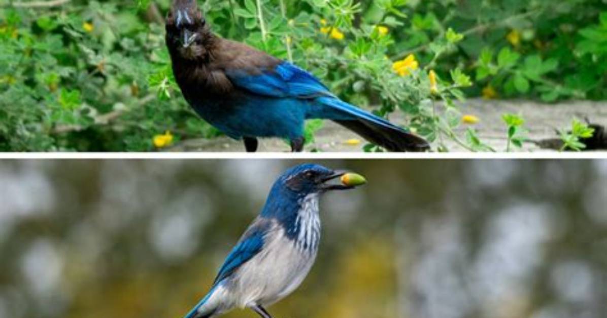 Why Do Scrub Jays Puff up?
