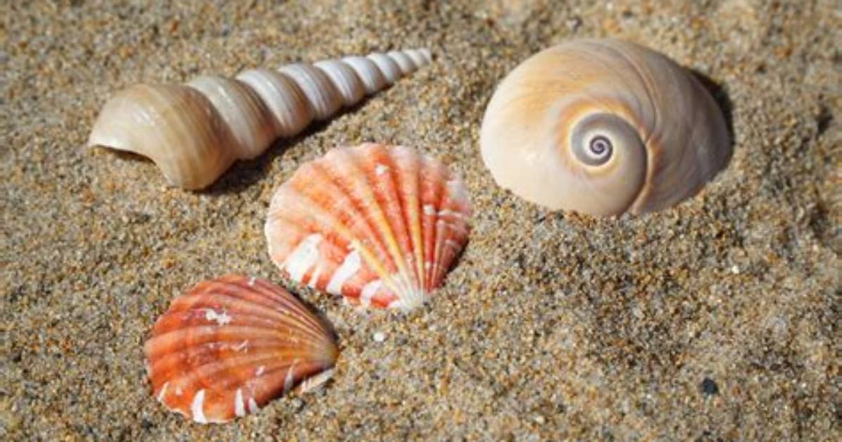 Why Do Seashells Make Noise?