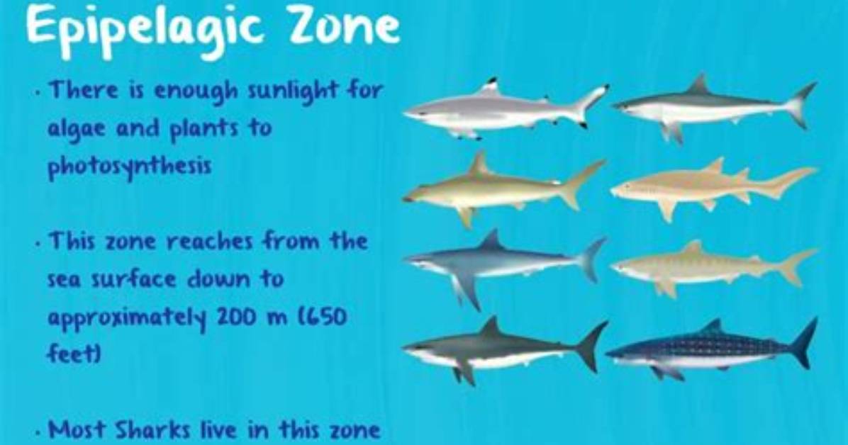 Why Do Sharks Live in the Sunlight Zone