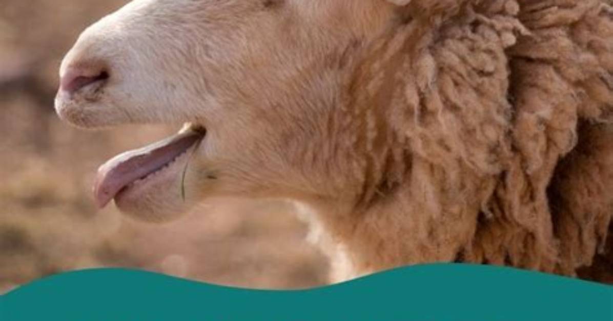 Why Do Sheep Bleat at Night?