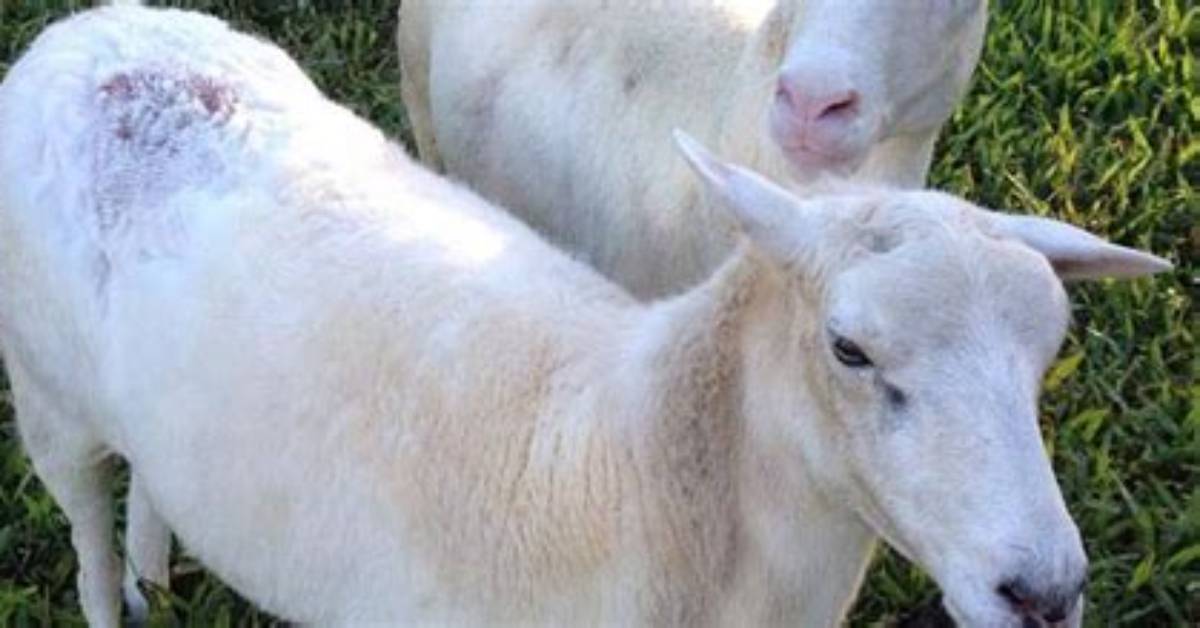 Why Do Sheep Get Fly Strike?