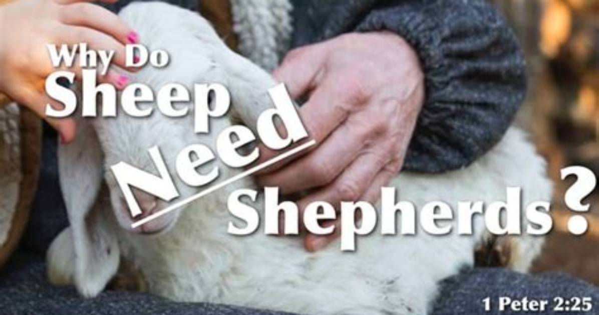 Why Do Sheep Need to Be Restrained
