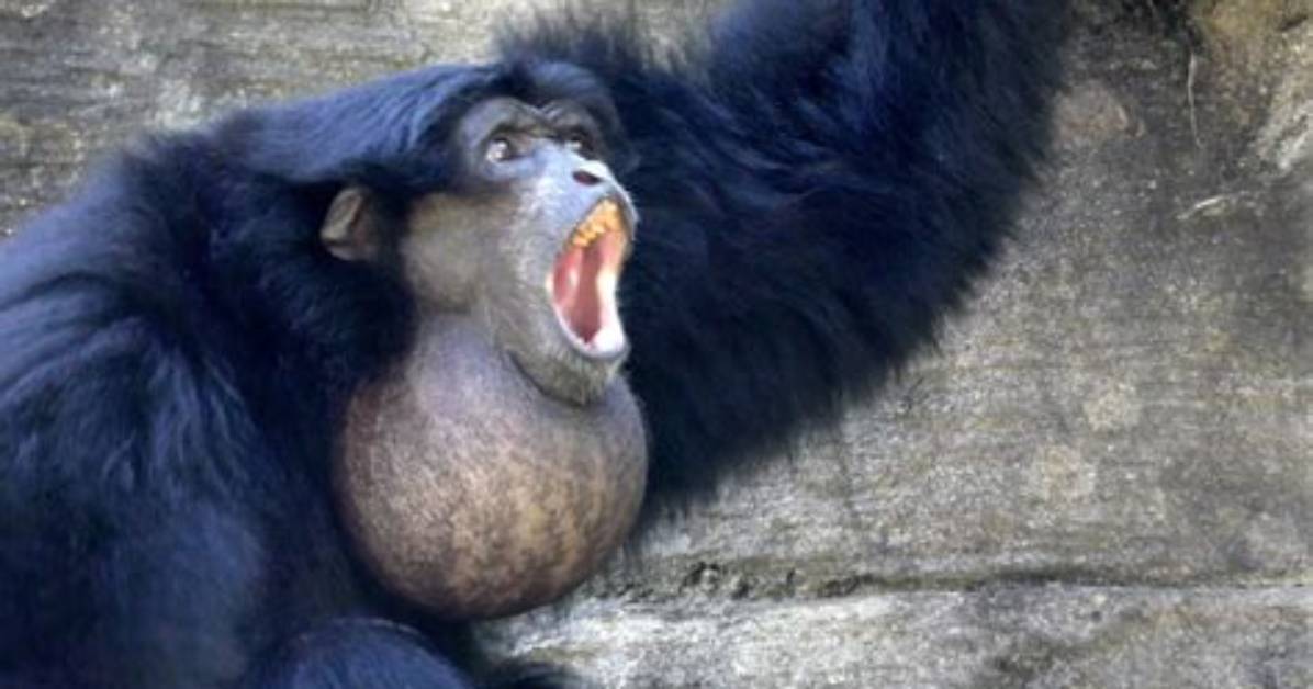 Why Do Siamangs Vocalize?