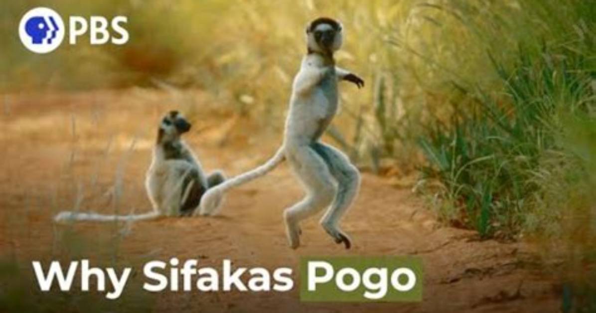 Why Do Sifakas Dance?
