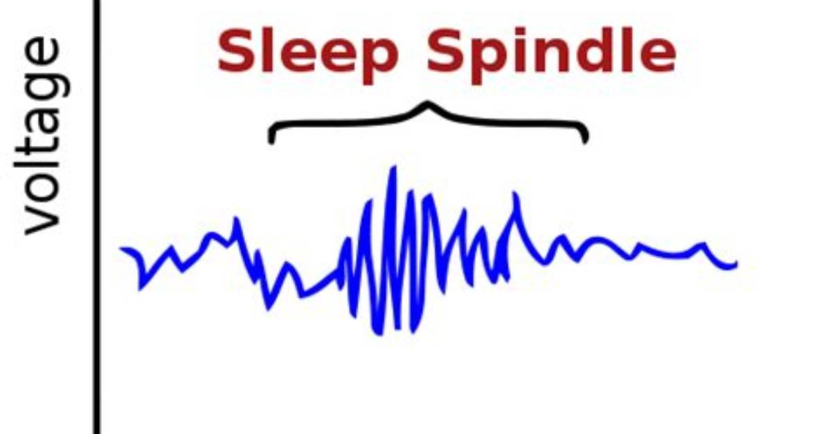 Why Do Sleep Spindles Occur