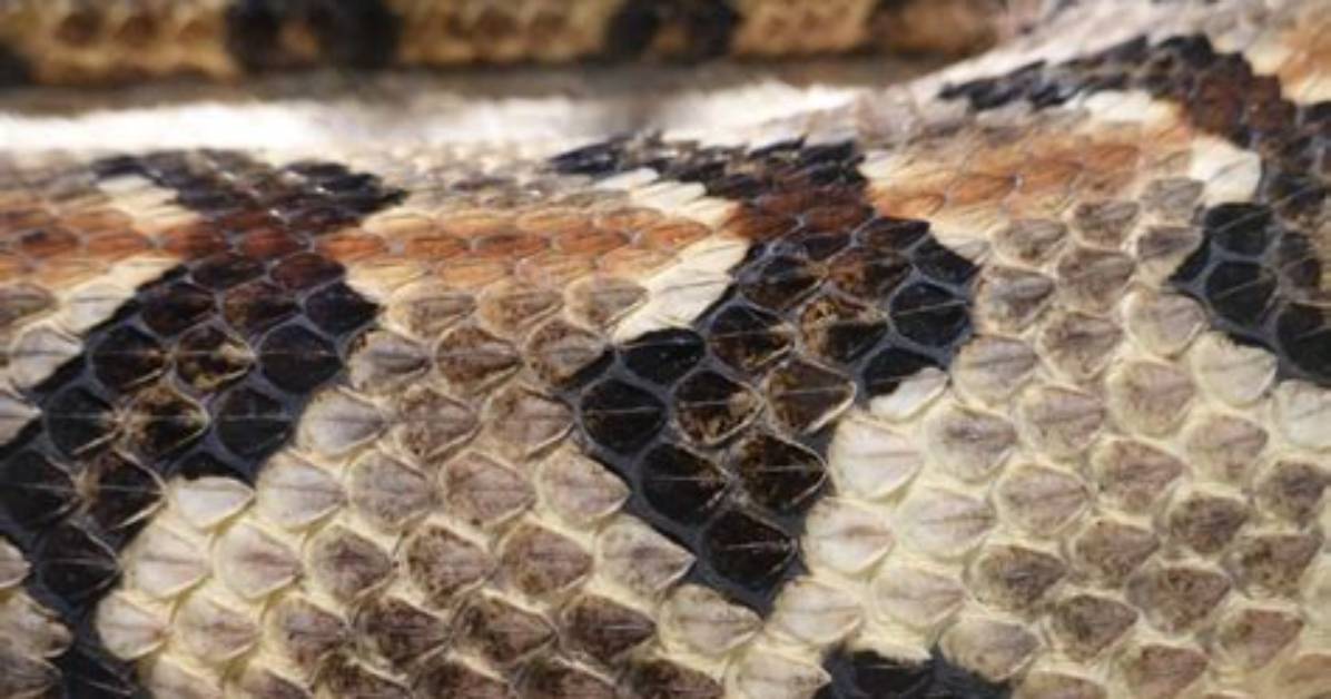 Why Do Snakes Have Scales?