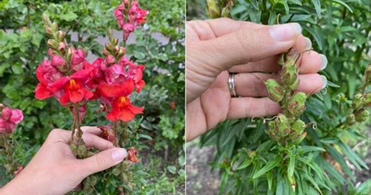 Why Do Snapdragons Snap