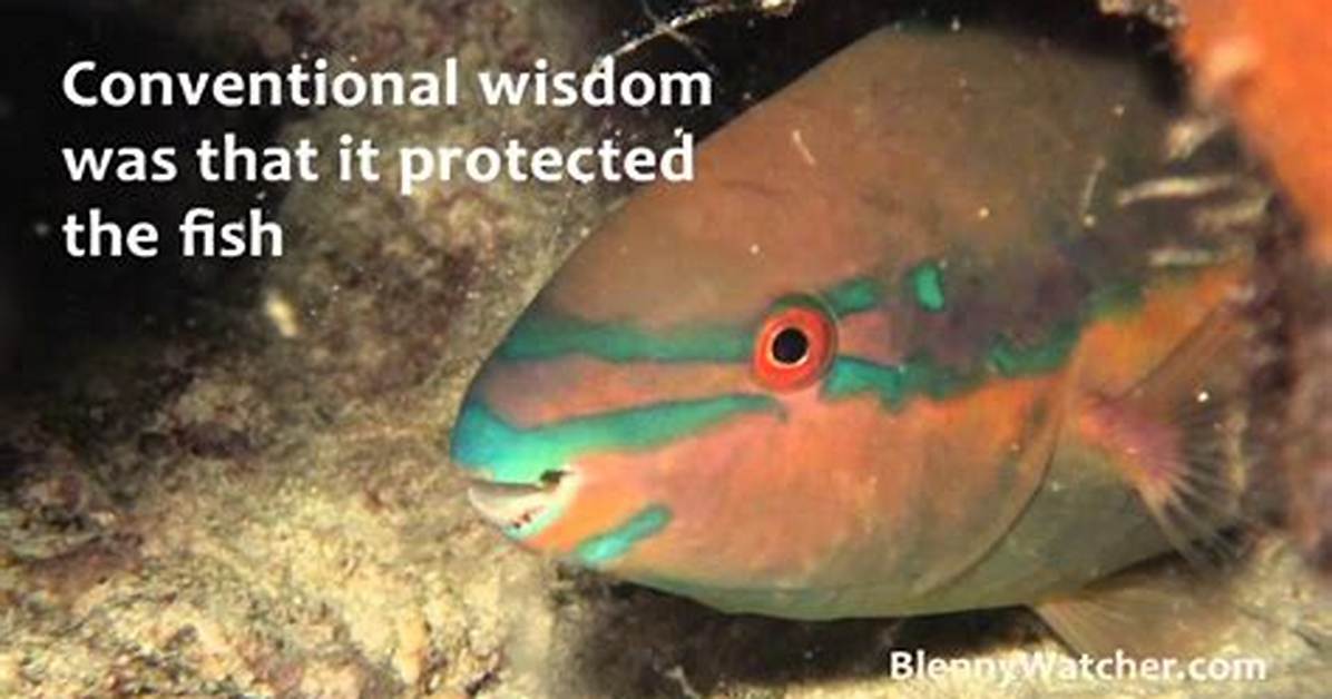 Why Do Some Parrotfishes Make a Cocoon?