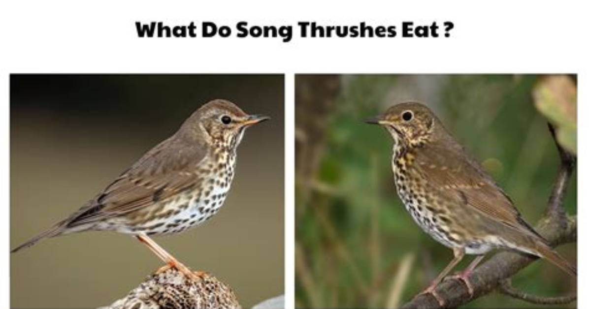 Why Do Song Thrushes Sing?