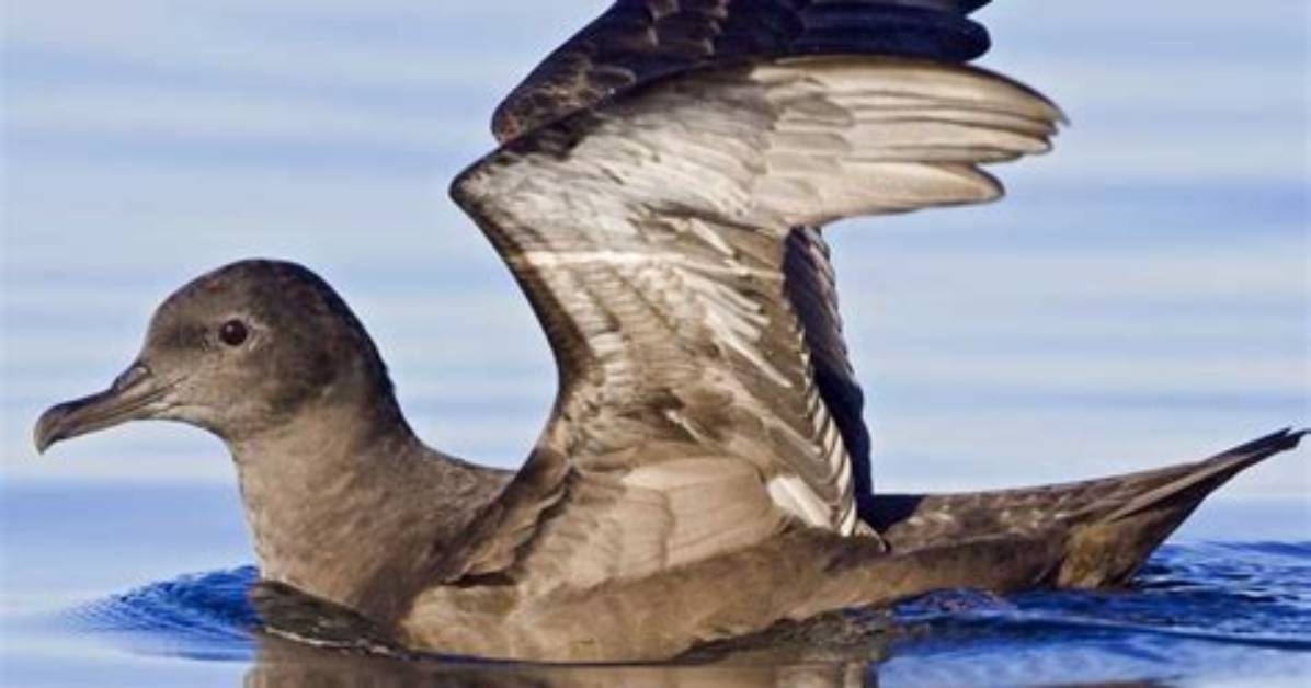 Why Do Sooty Shearwaters Migrate?