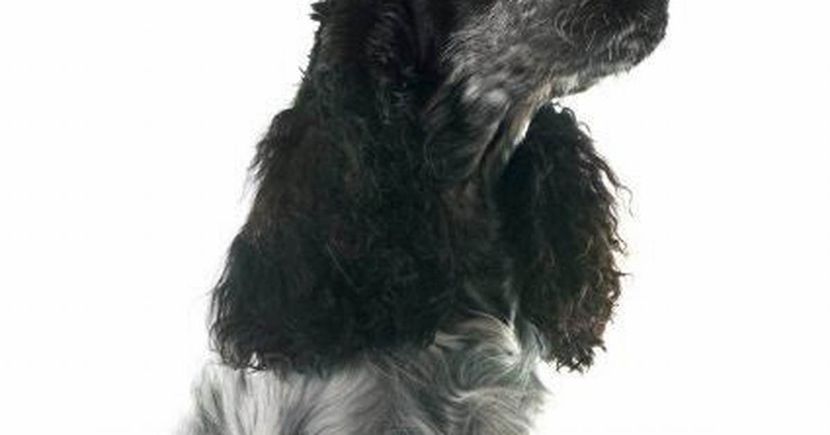 Why Do Spaniels Have Long Ears?