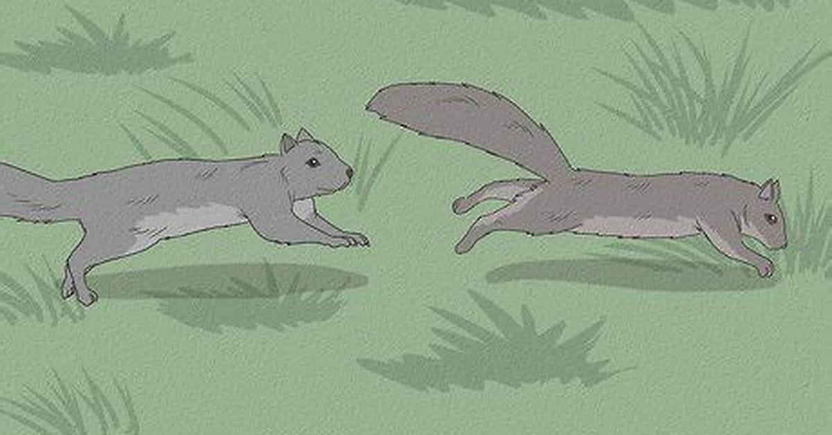 Why Do Squirrels Chase Each Other Around