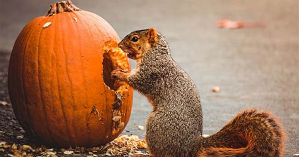 Why Do Squirrels Eat Pumpkins?