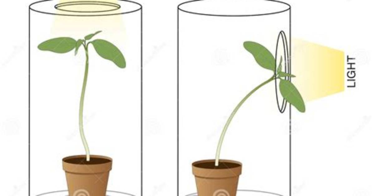 Why Do Stems Grow Towards Light