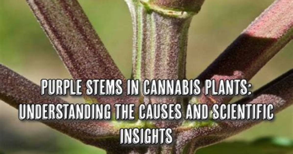 Why Do Stems Turn Purple?