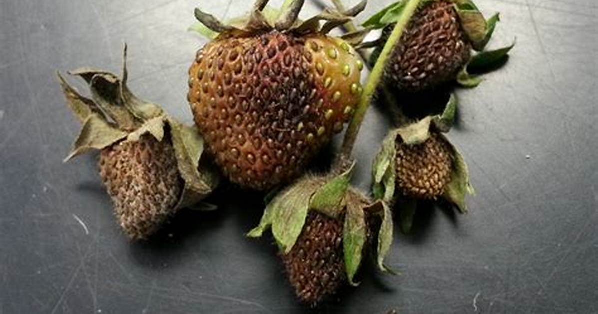 Why Do Strawberries Rot