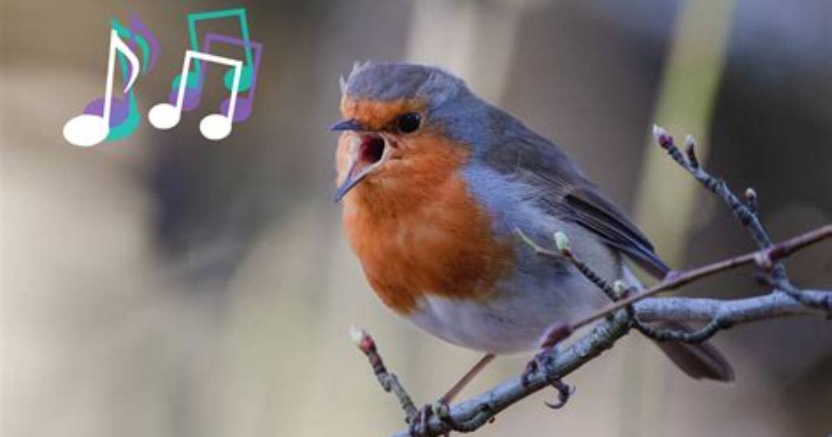 Why Do the Birds Stop Singing?