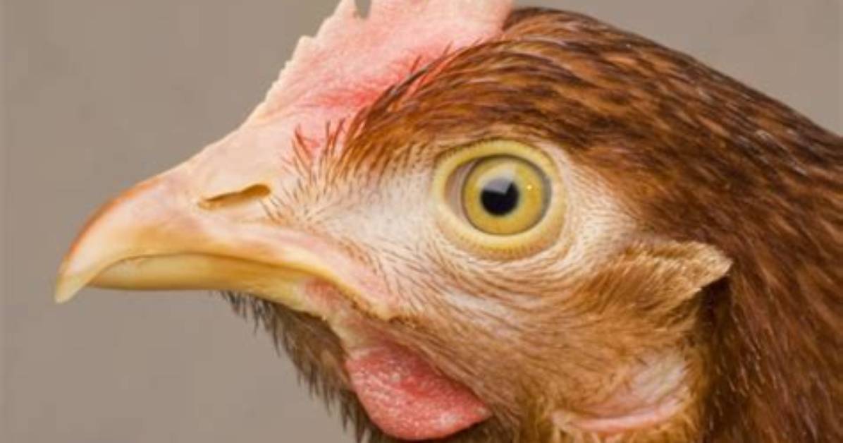 Why Do They Cut Chicken Beaks