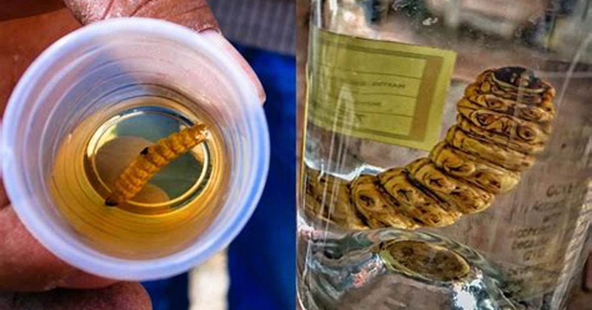 Why Do They Have a Worm in Tequila?