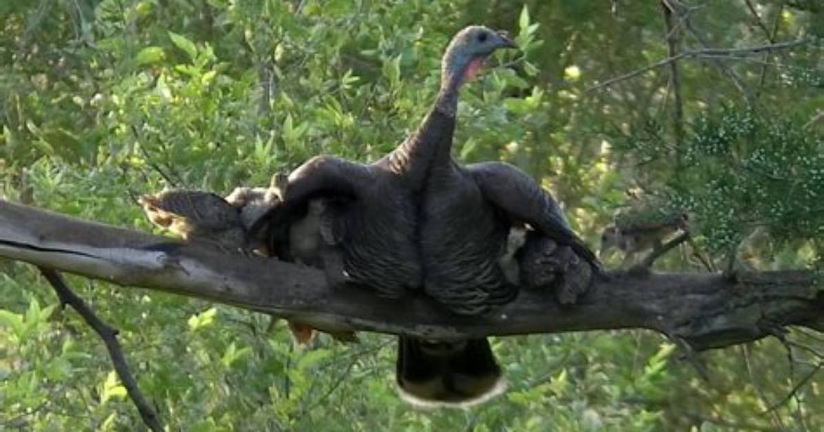 Why Do Turkeys Sleep in Trees?