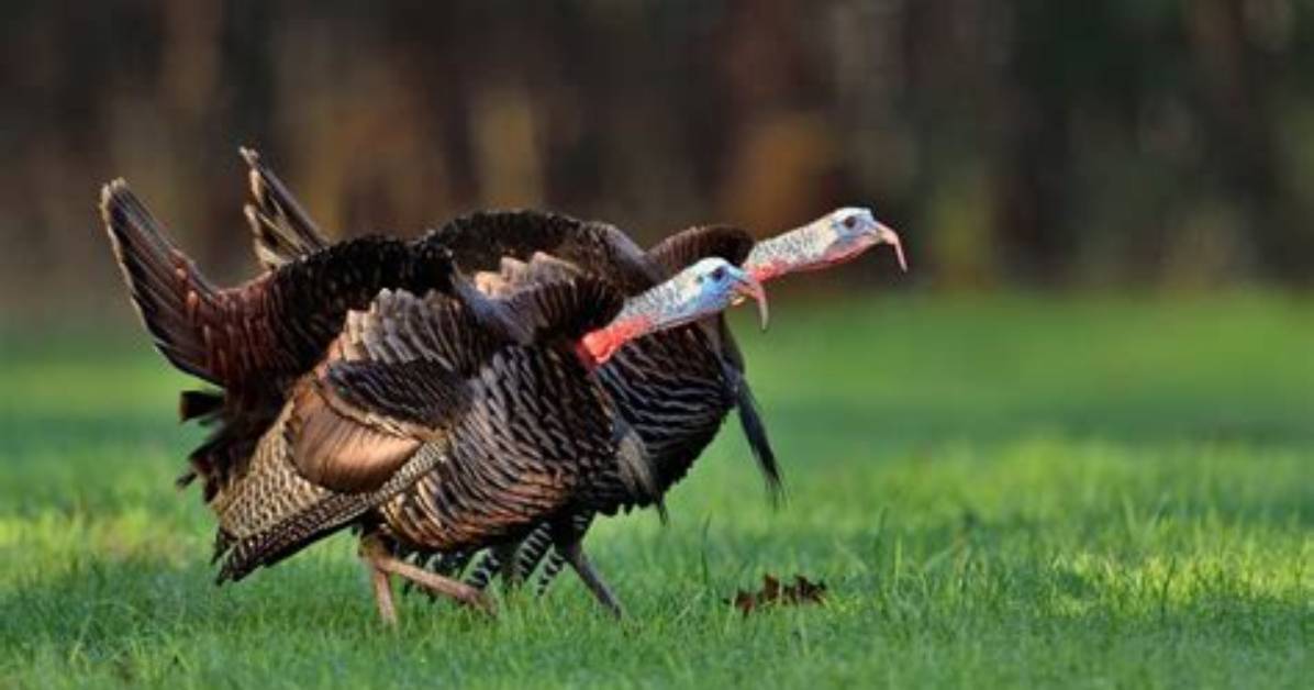 Why Do Turkeys Stop Gobbling?